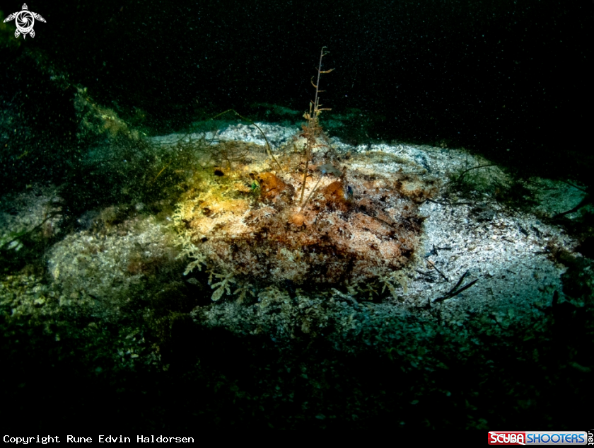 A Monkfish