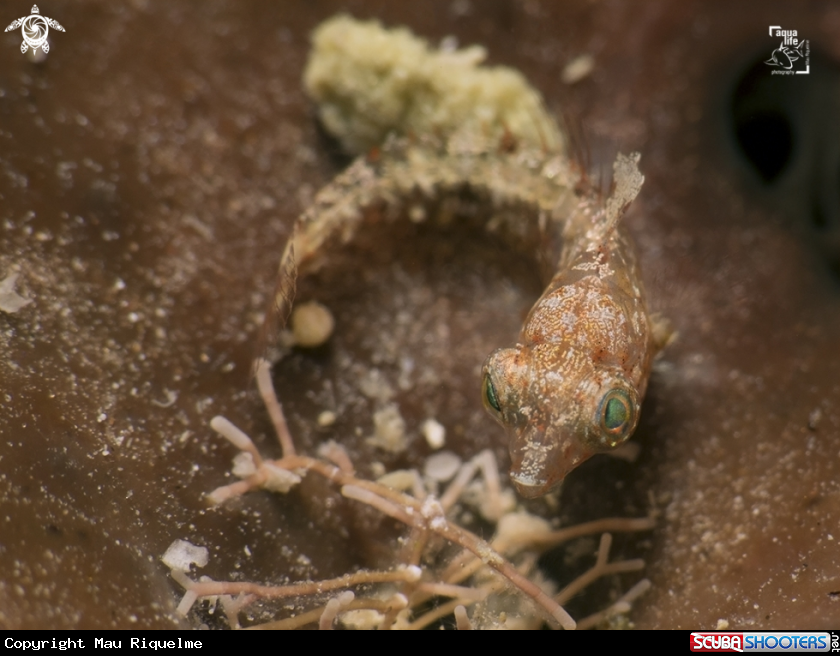 A Juvenile Parrot Fish