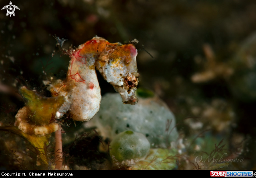 A Pontoh's pygmy seahorse (Hippocampus pontohi)