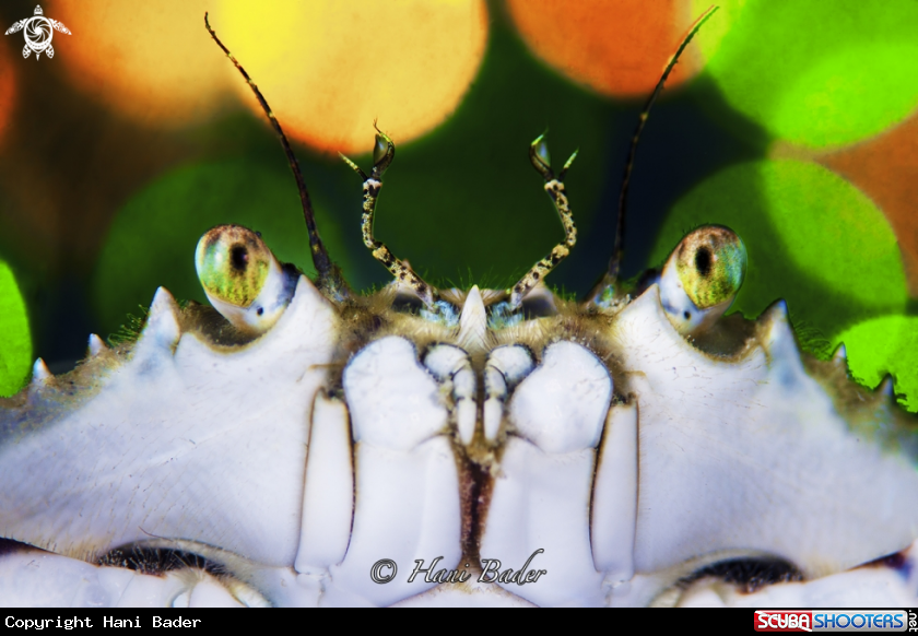 A crab