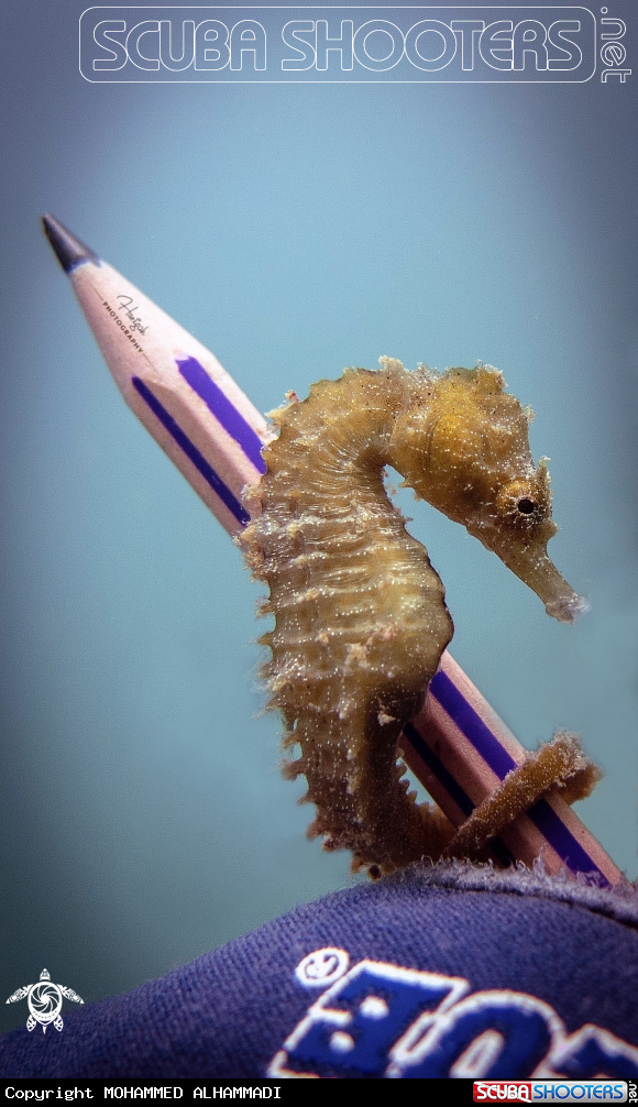 A SEA HORSE 