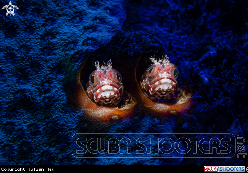 A Blenny fish