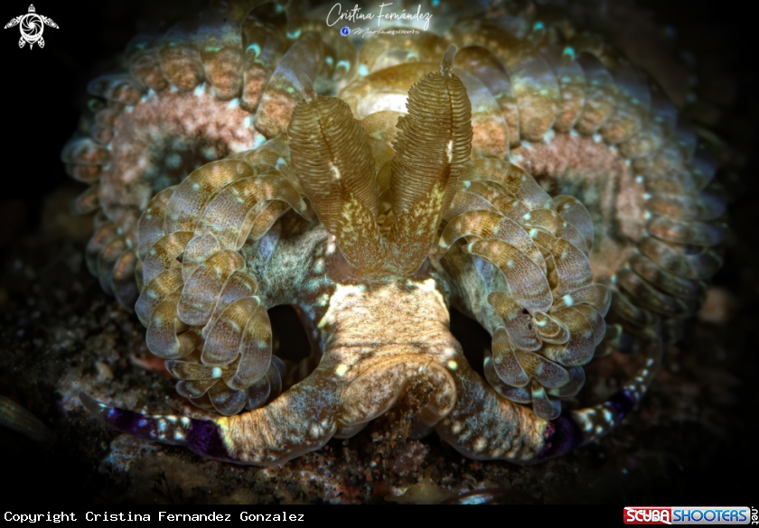 A Nudibranch