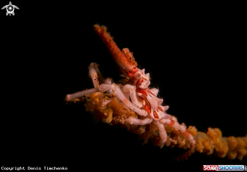 A SHRIMP