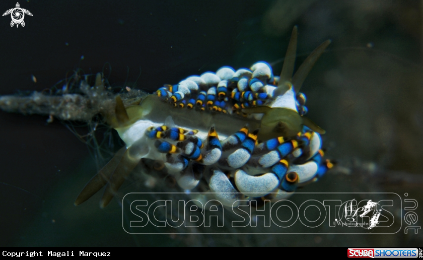 A Trinchesia sp nudibranch 