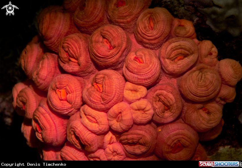 A CORAL