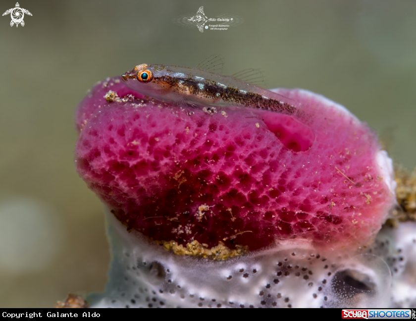 A Whip Coral Goby