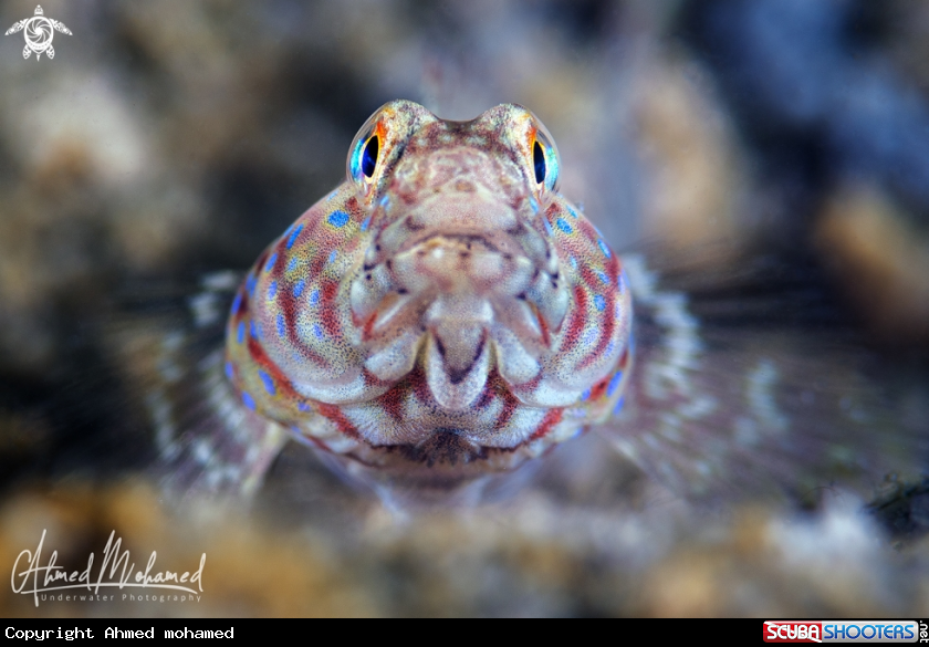 A Arabian Goby