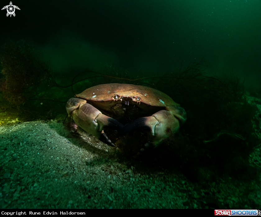 A Edible crab