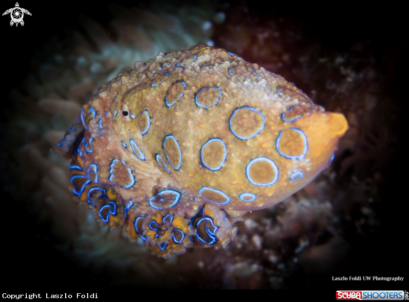 A Blue ringed octopus