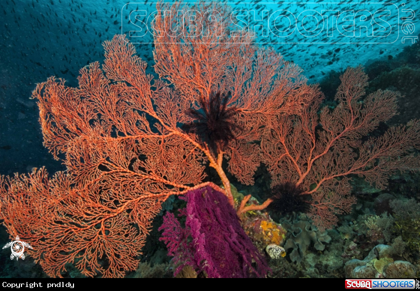 A underwater creature