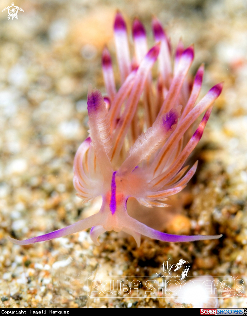 A Coryphellina  nudibranch 