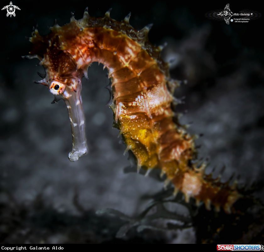 A Thorny Seahorse