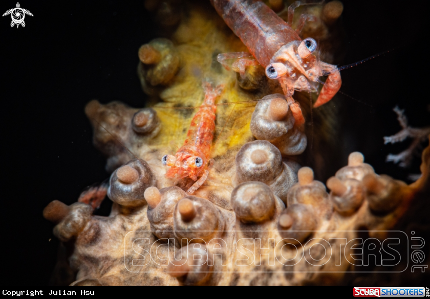 A Basket star shrimp