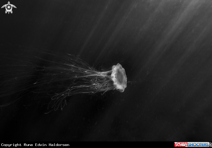 A Lions mane jelly