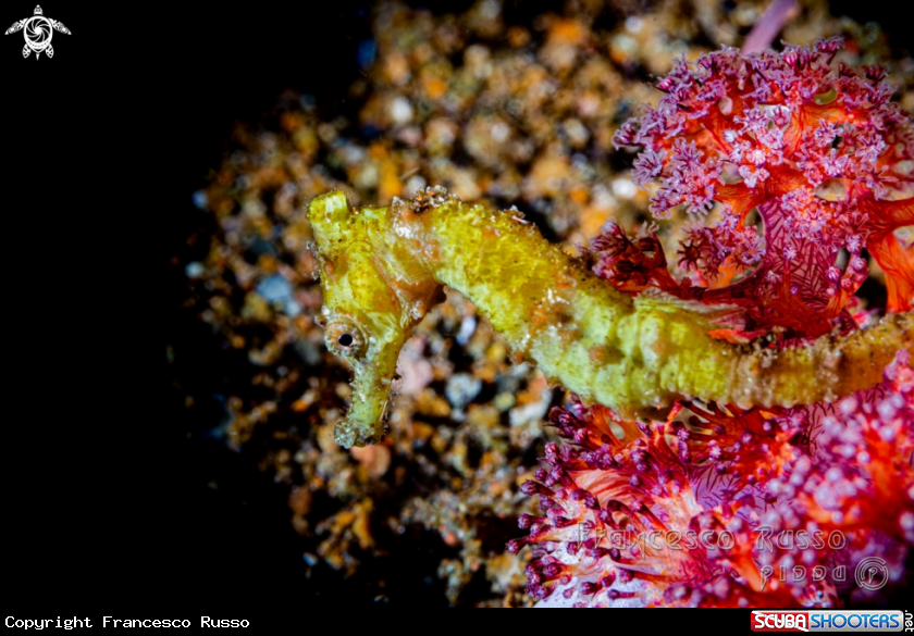 A Seahorse