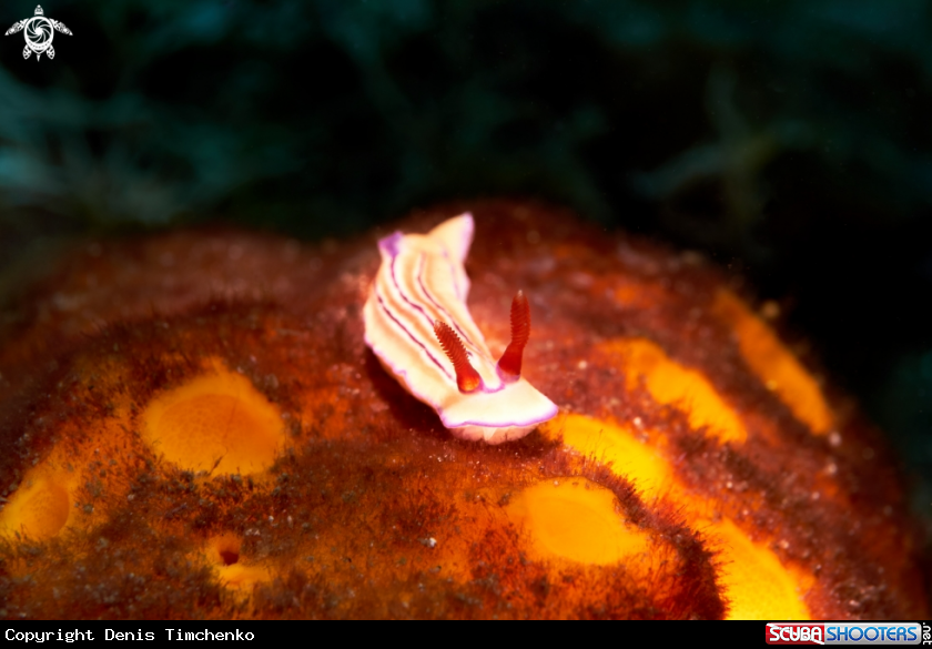 A NUDIBRANCH