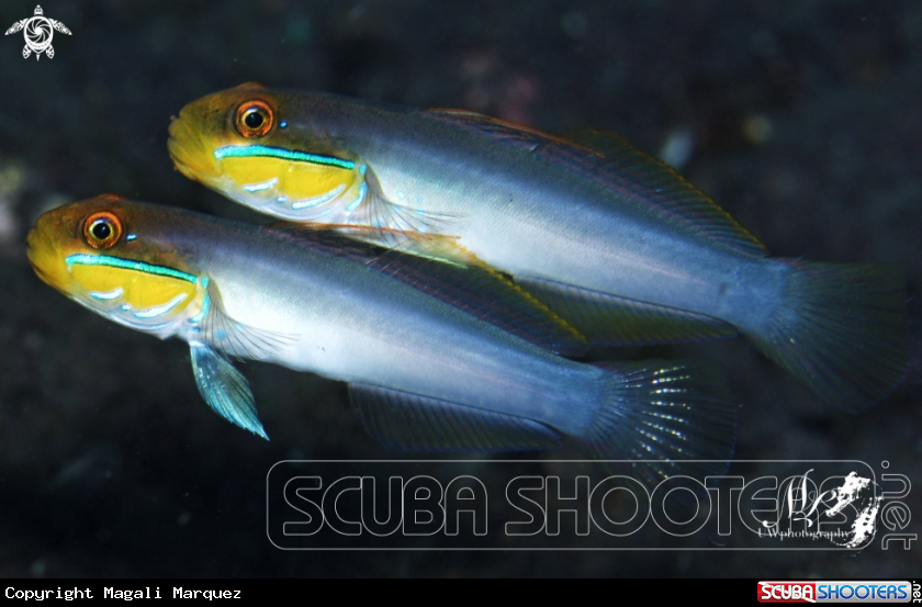 A Sleeper Gold Head Goby 