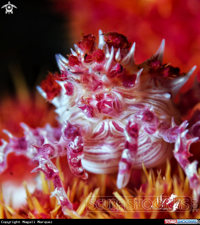 A Candy crab 