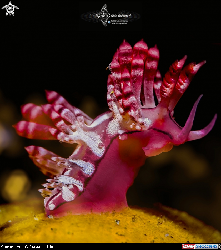 A Aeolid Nudibranch 