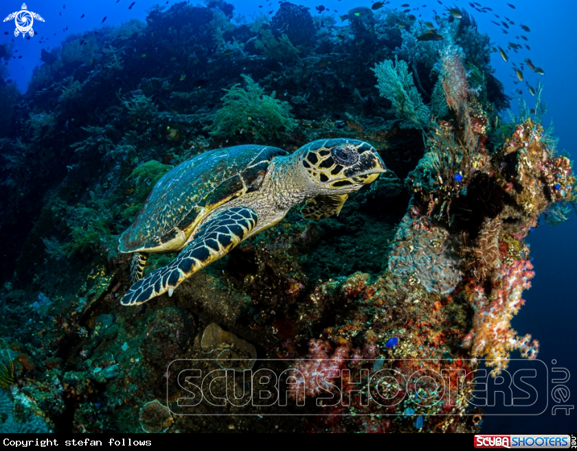A Hawksbill Turtle