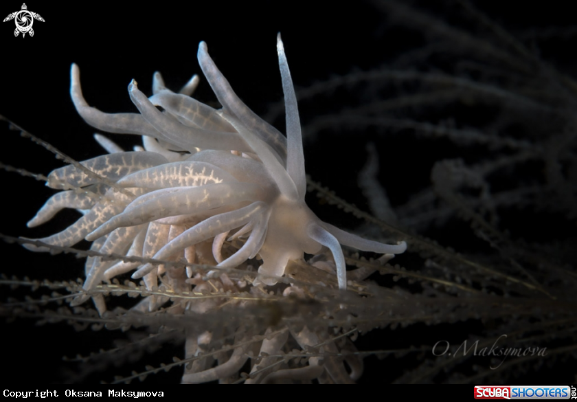 A Nudibranch Phyllodesmium iriomotense     