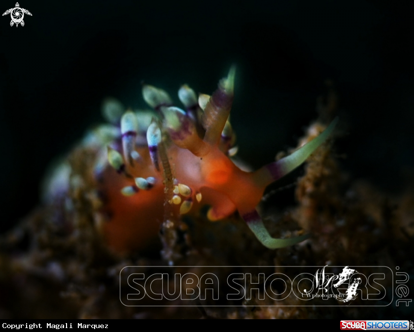 A Coryphellina nudibranch 