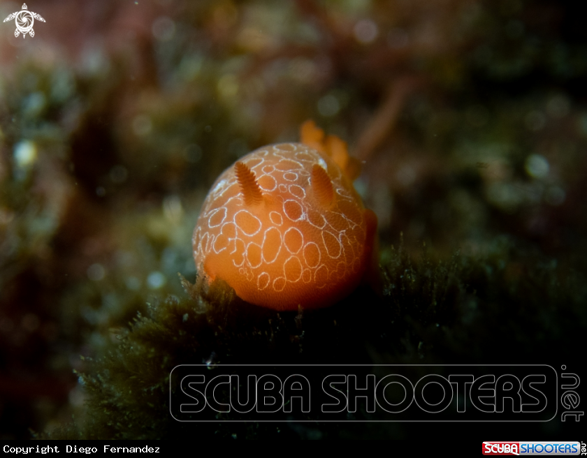 A Nudibranch