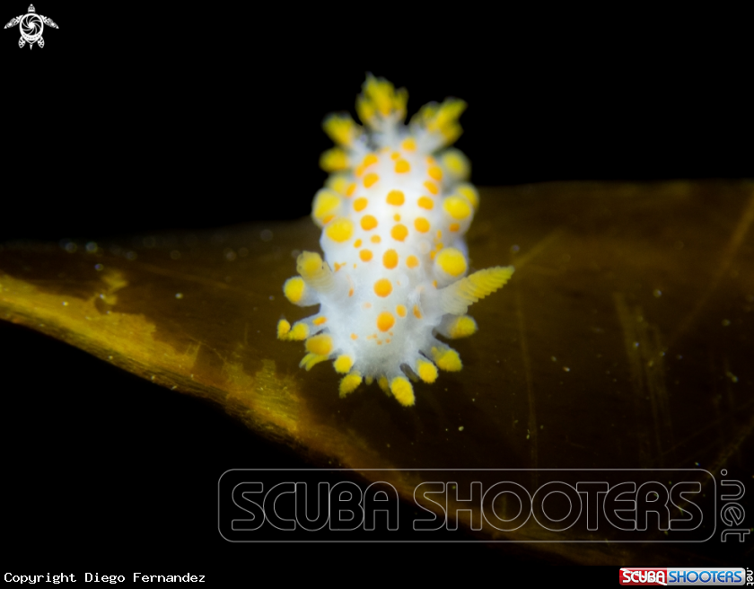 A Nudibranch