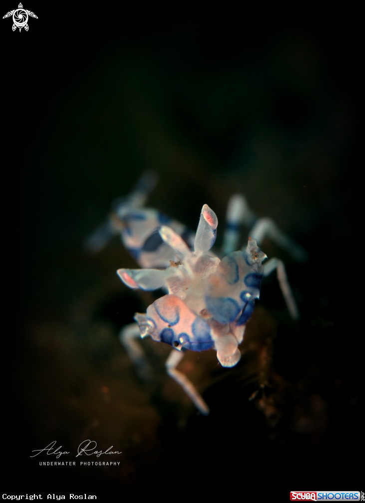 A Harlequin Shrimp