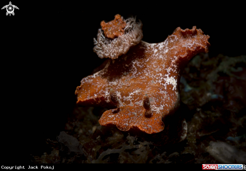 A Ceratosoma gracillimum