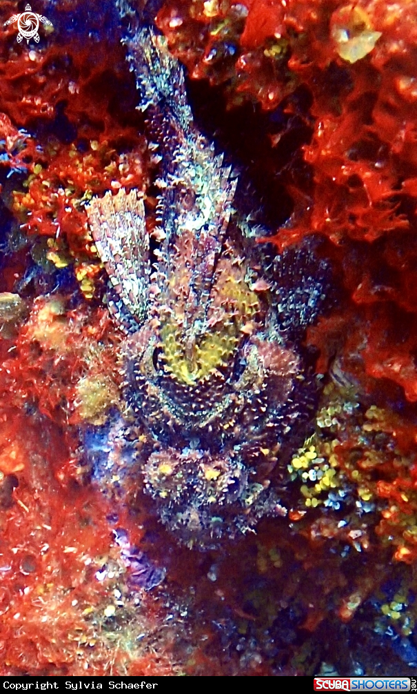A Scorpionfish 