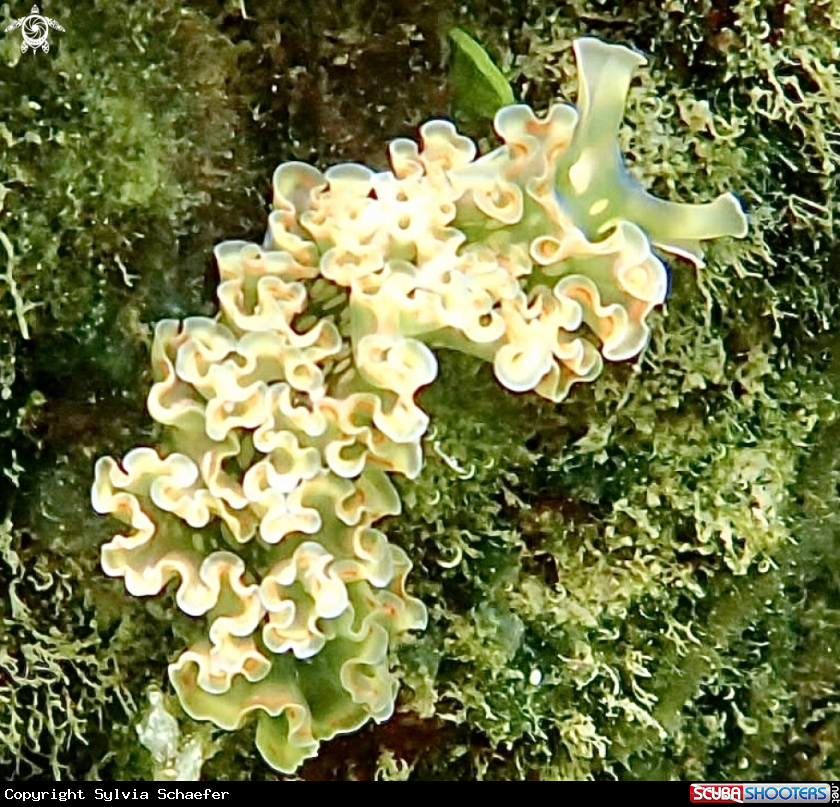 A Lettuce Sea Slug