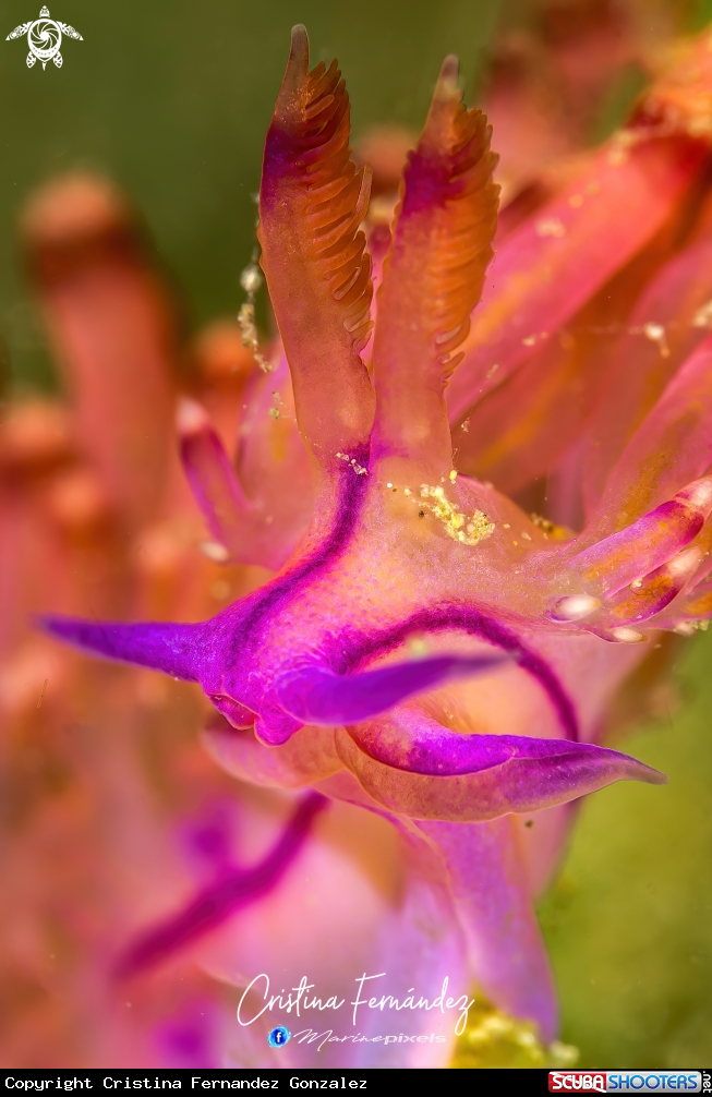 A Nudibranch