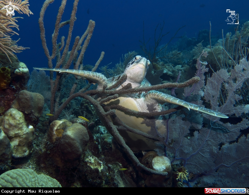 A Green Sea Turtle