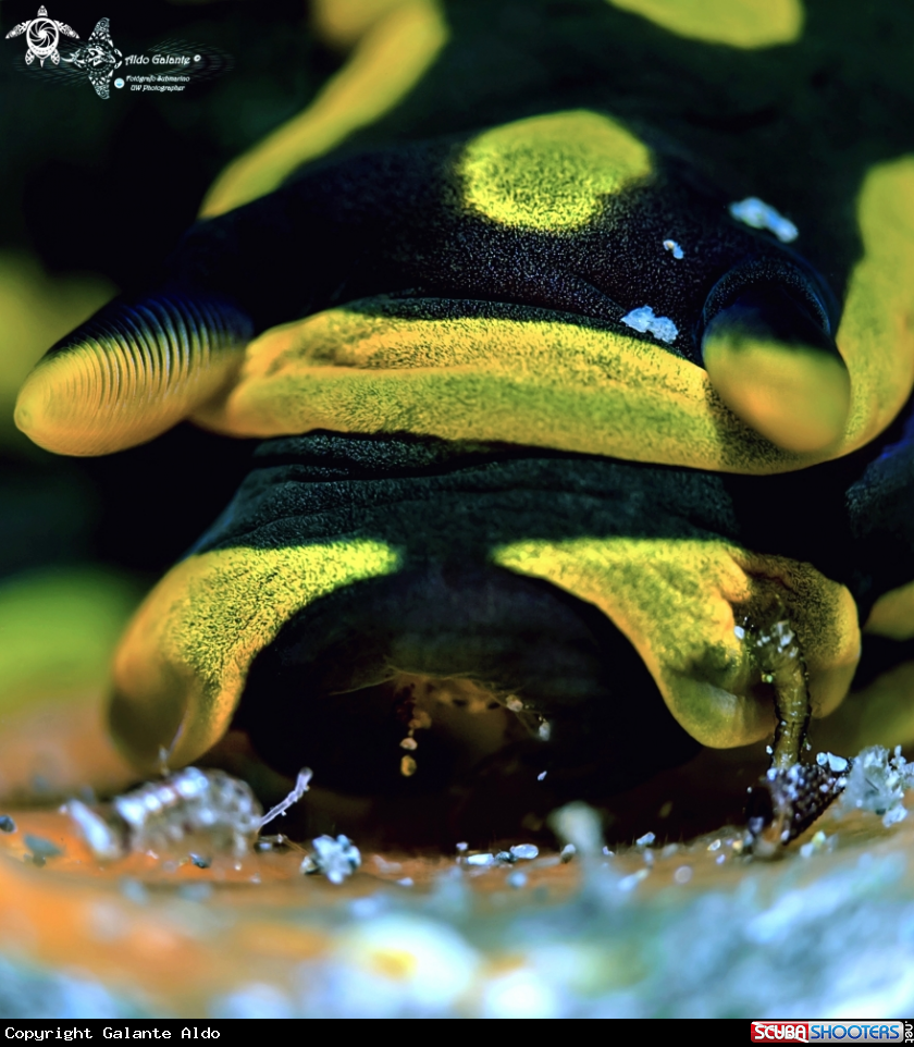 A Tambja Nudibranch