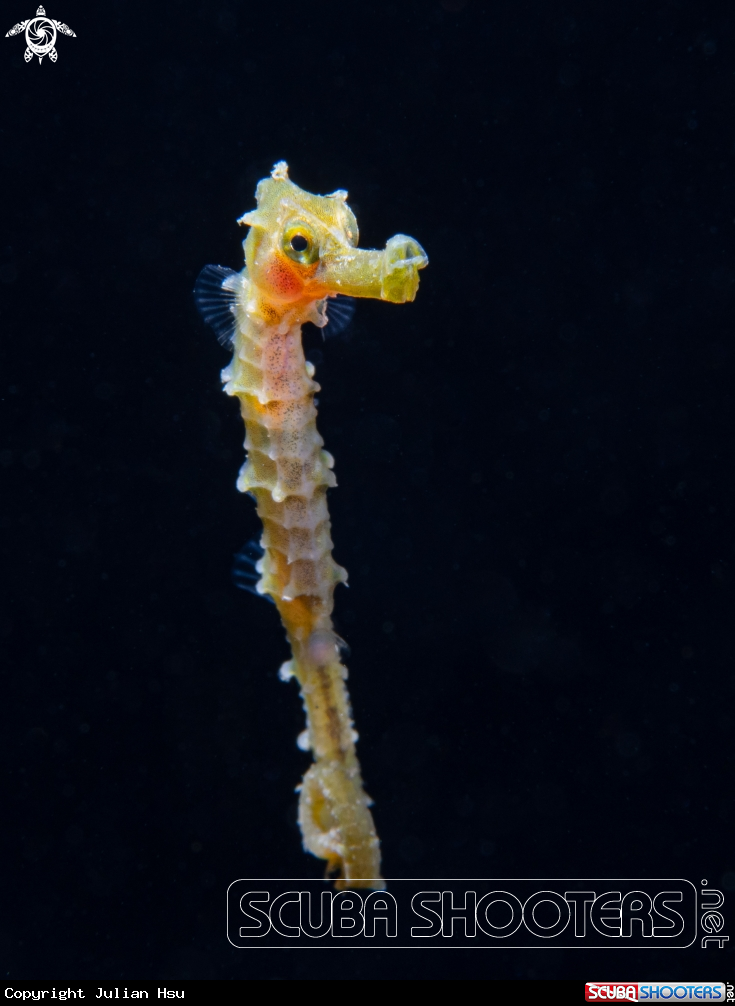 A Seahorse