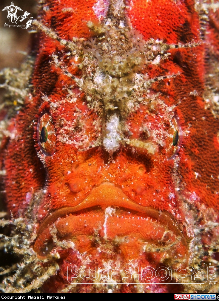 A Frogfish 