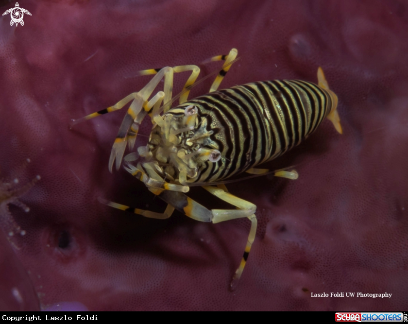 A Bumblebee Shrimp 