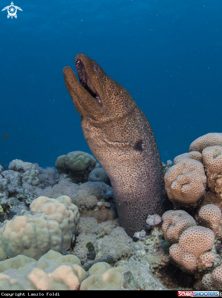 A Giant Moray 
