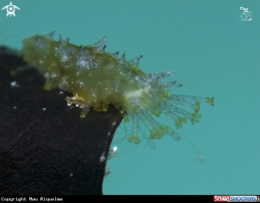 A Sea Cucumber