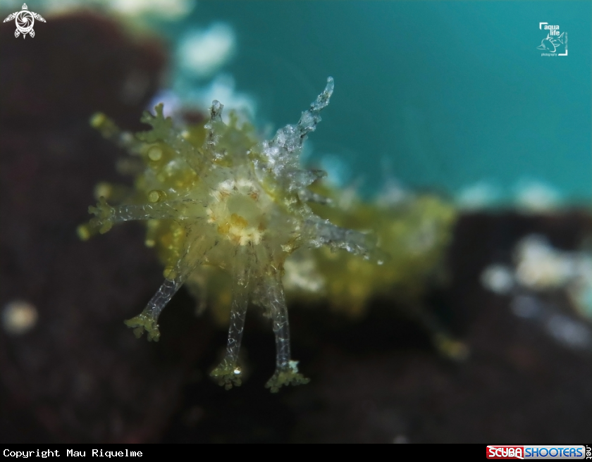 A Sea Cucumber