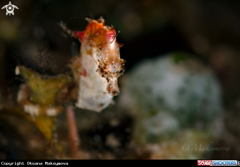 A Pontoh's pygmy seahorse (Hippocampus pontohi)