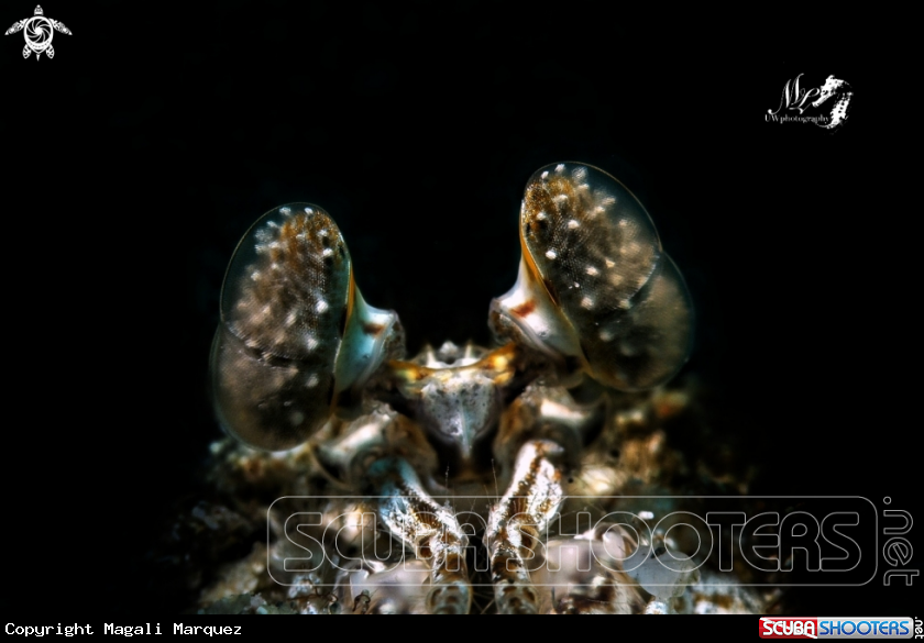 A Caribbean Striped Mantis Shrimp