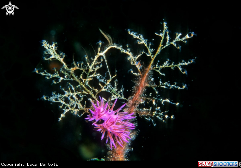A nudibranch