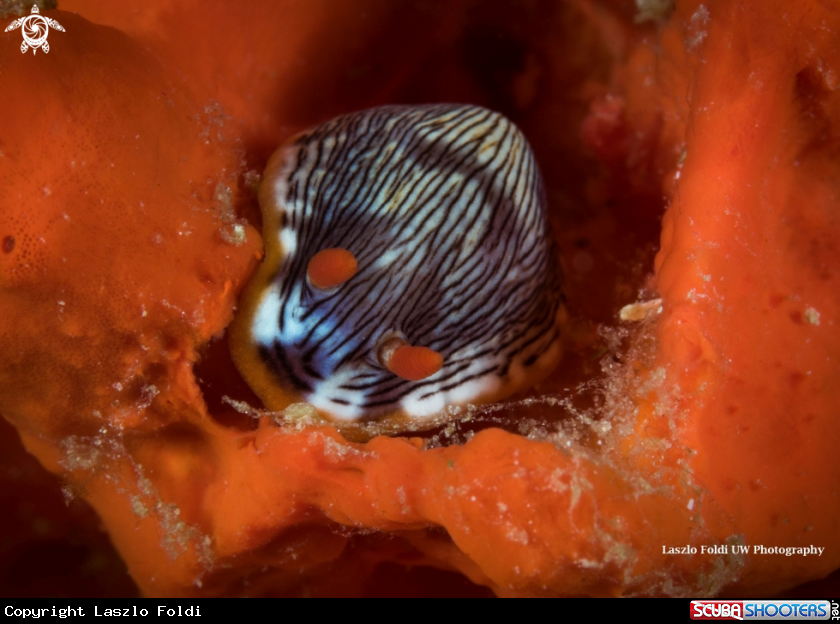 A Nudibranch