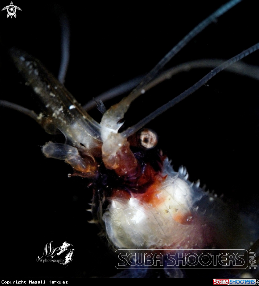 A Banded boxer Shrimp 