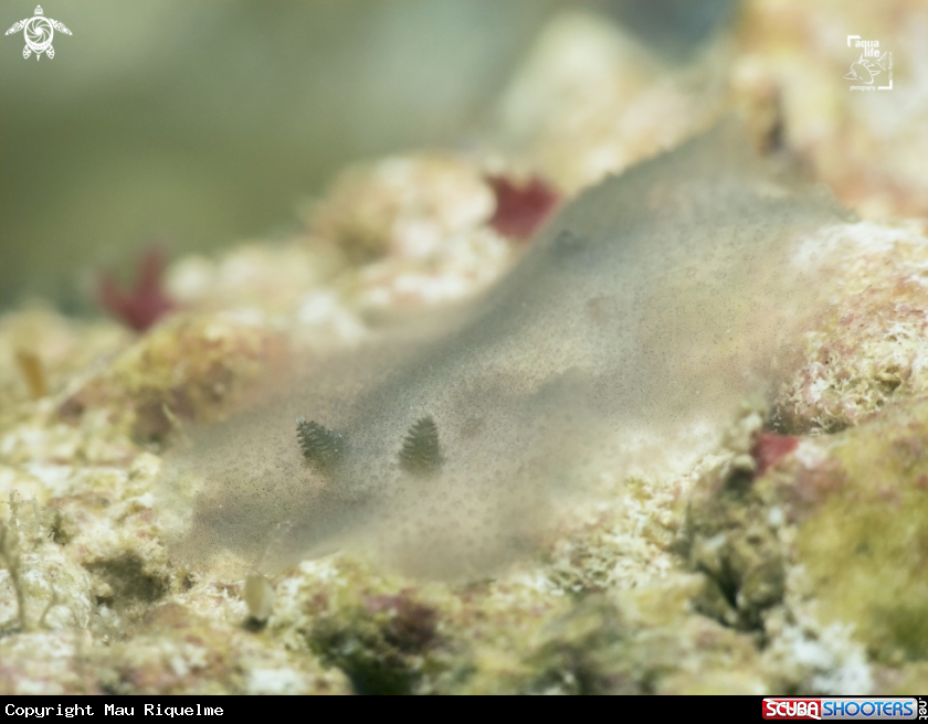 A Dorid Nudibranch