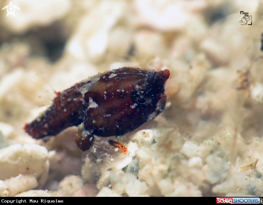 A Juvenile Shortnose Batfish 