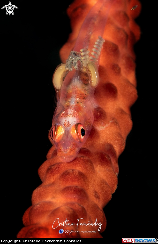 A Goby